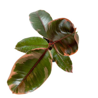 Ficus Decora Ruby