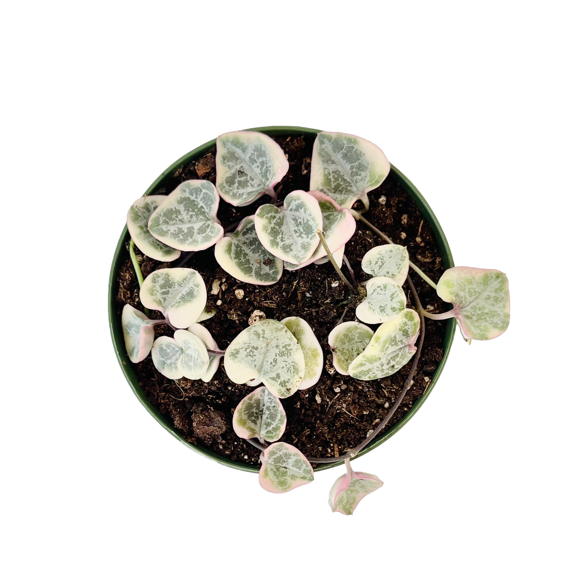 Ceropegia Woodii Variegated String of Hearts