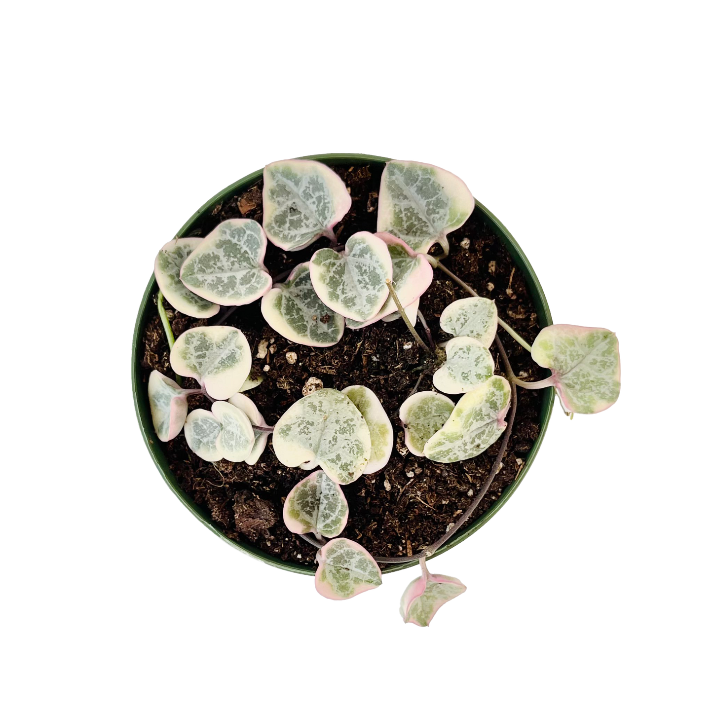 Ceropegia Woodii Variegated String of Hearts