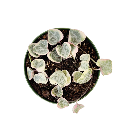 Ceropegia Woodii Variegated String of Hearts