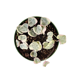 Load image into Gallery viewer, Ceropegia Woodii Variegated String of Hearts
