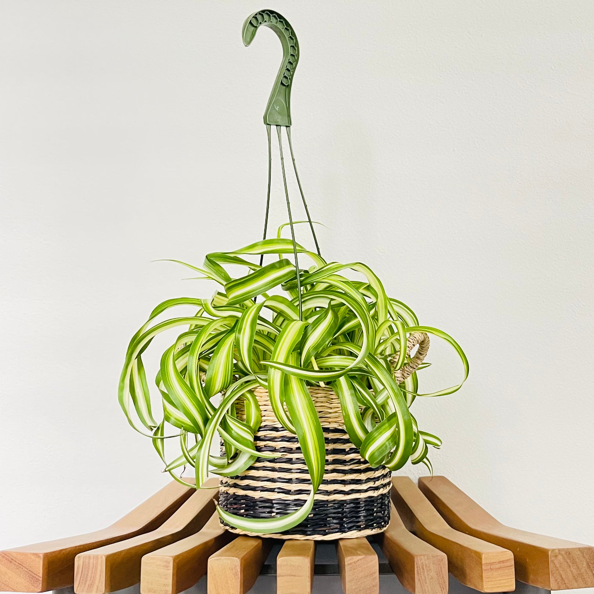 spider rope plant Spider Plant Bonnie – bumi