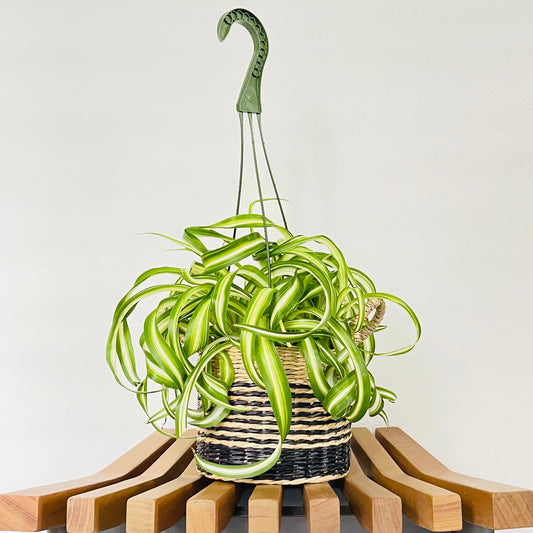 Spider Plant Bonnie