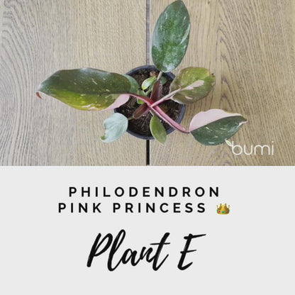 Philodendron Pink Princess