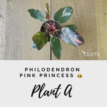 Philodendron Pink Princess