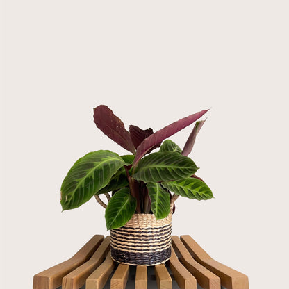 Calathea Warscewiczii