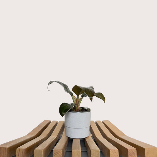 Philodendron Black Cardinal