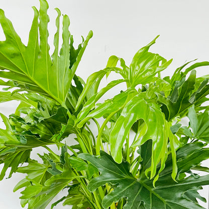 philodendron lickety split vs selloum Philodendron Lickety Split – bumi