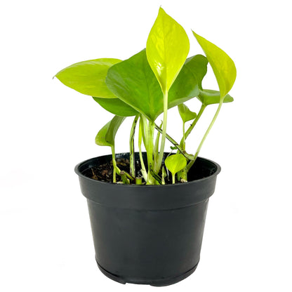 Pothos Neon