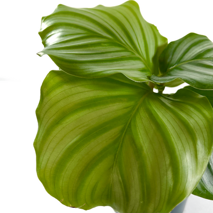 Calathea Orbifolia