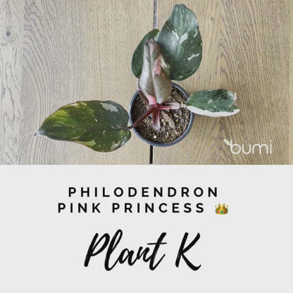 Philodendron Pink Princess