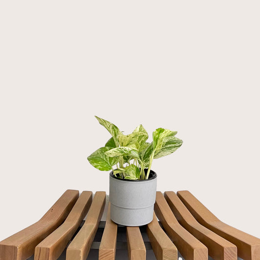 Pothos Marble Queen
