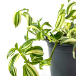Load image into Gallery viewer, Tradescantia Variegata White

