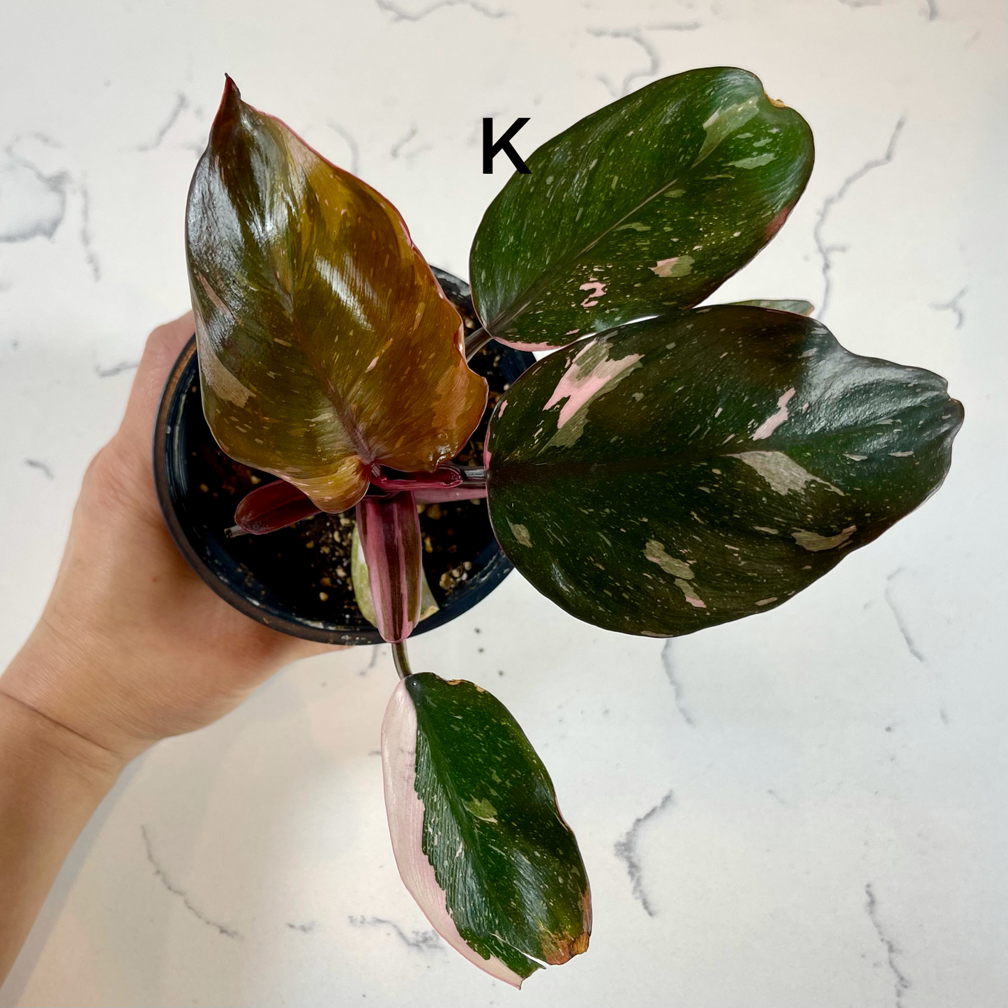 Philodendron Pink Princess