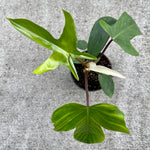 Load image into Gallery viewer, Philodendron Florida Beauty
