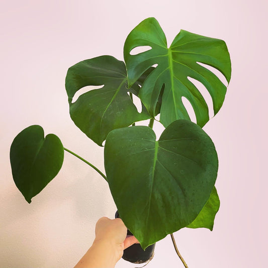 Monstera Deliciosa