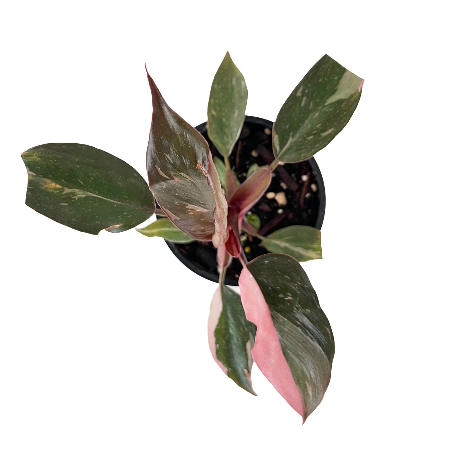 Philodendron Pink Princess