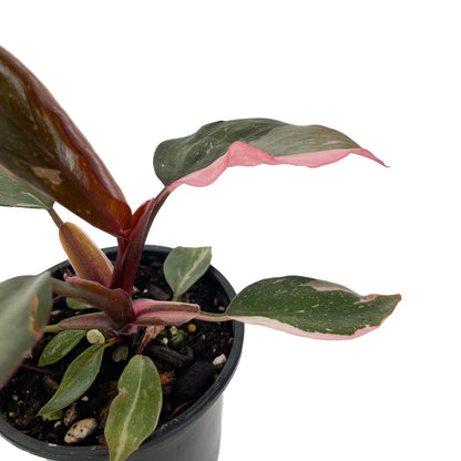 Philodendron Pink Princess