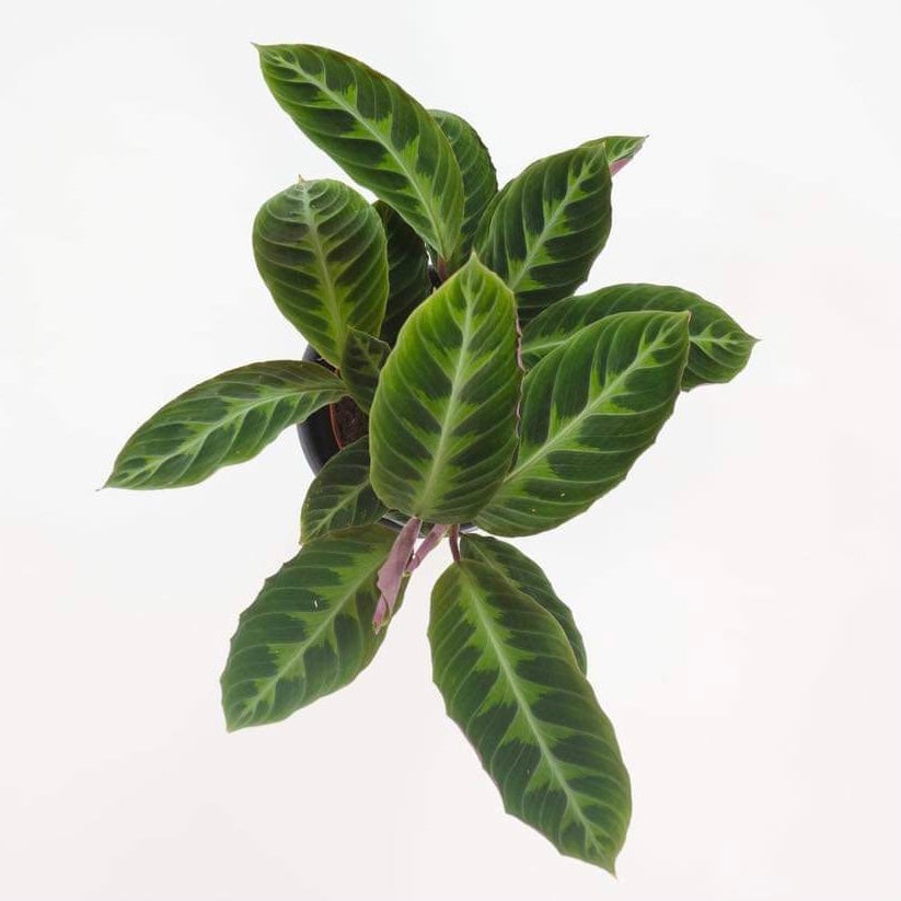 Calathea Warscewiczii