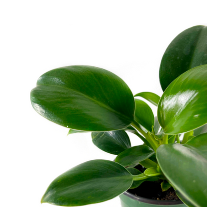 Philodendron Green Princess