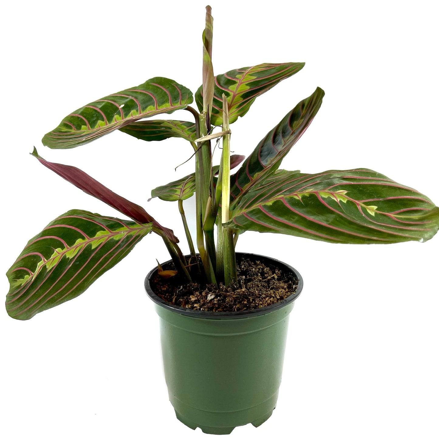 Maranta Red