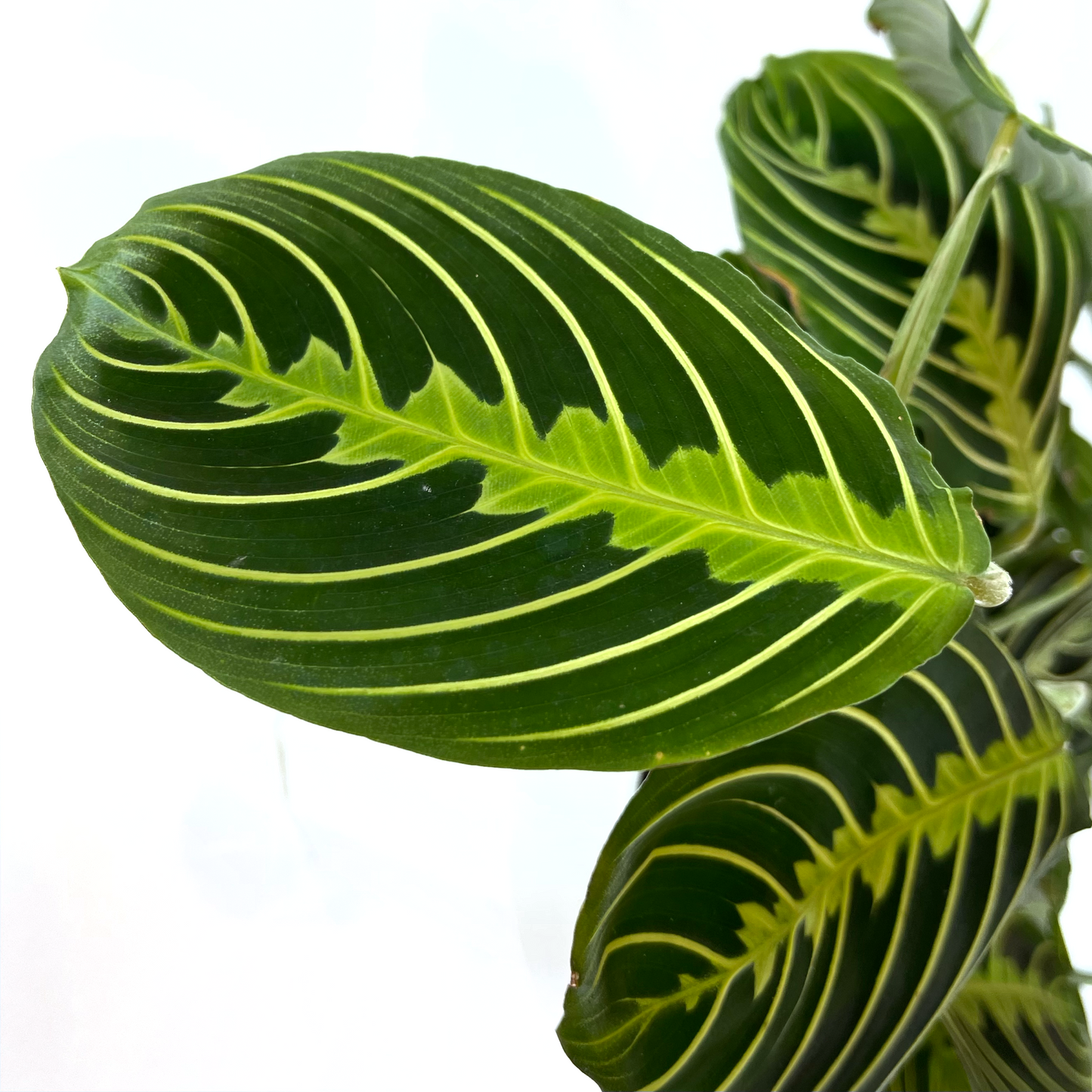 Maranta Lemon Lime