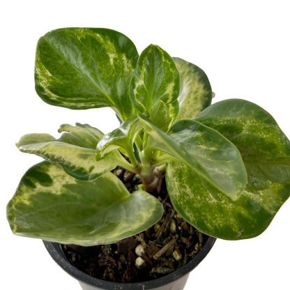 Peperomia Obtusifolia Golden Gate