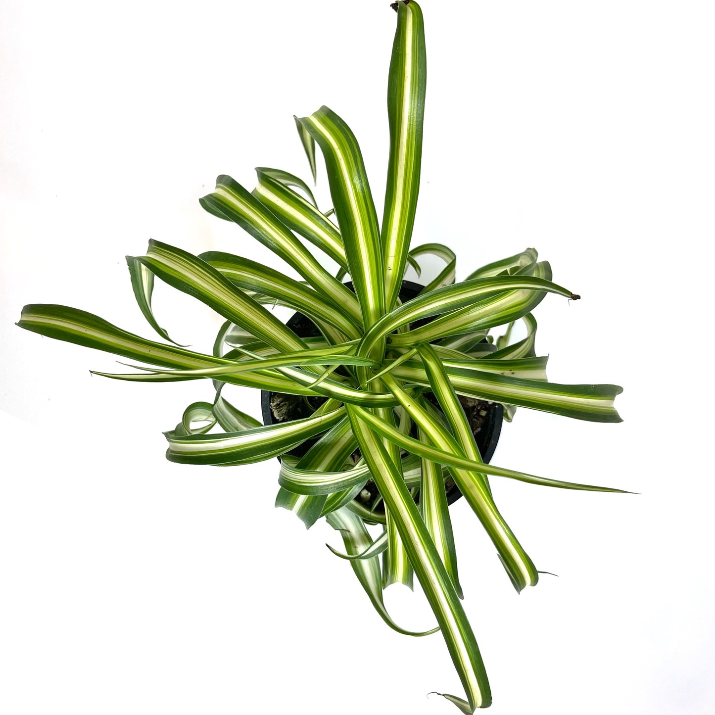 pure green spider plant Spider Plant Bonnie – bumi