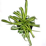 Load image into Gallery viewer, Spider Plant Bonnie
