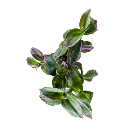 Tradescantia Nanouk