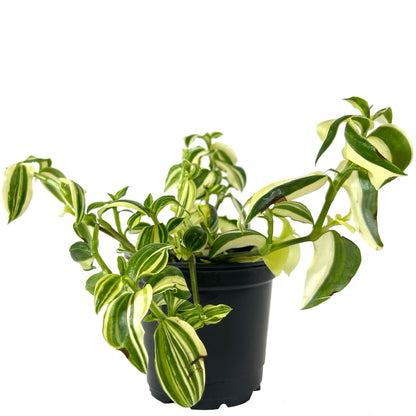 Tradescantia Variegata White