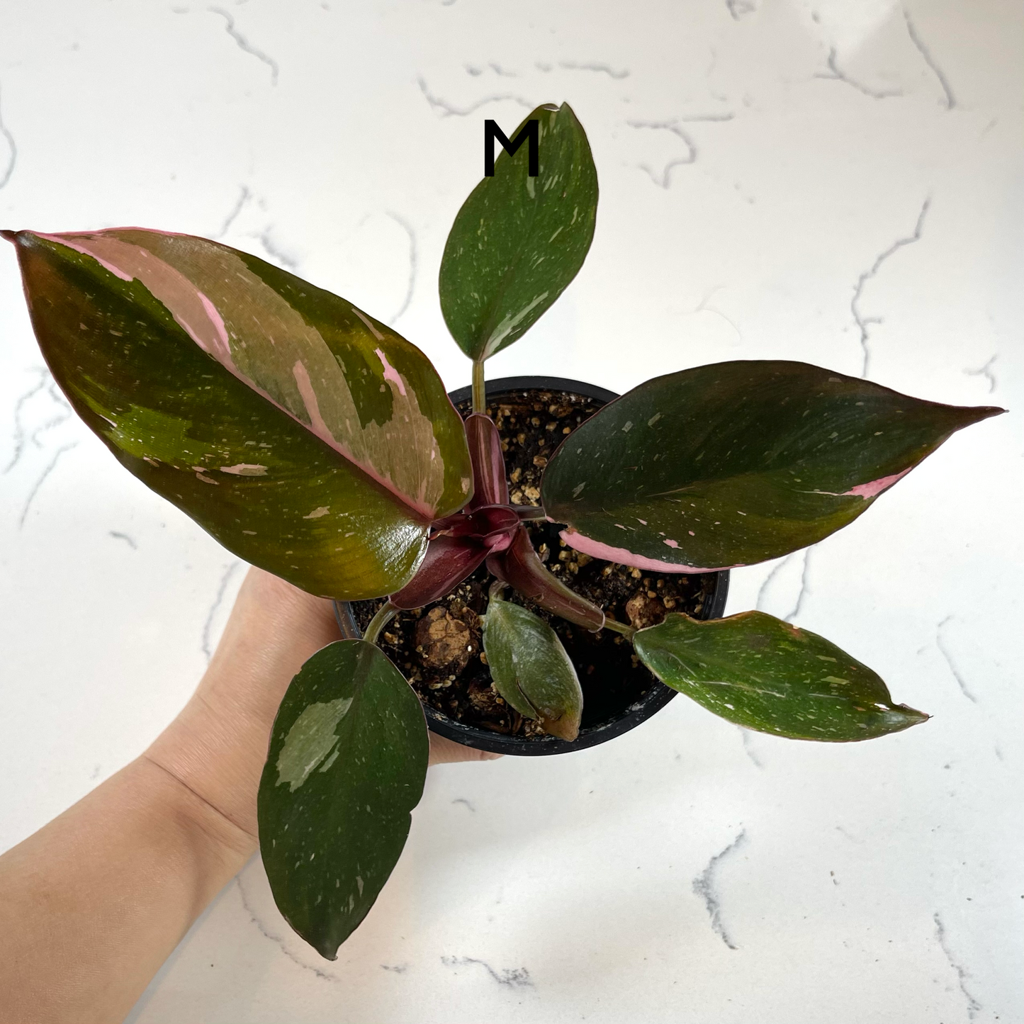 Philodendron Pink Princess