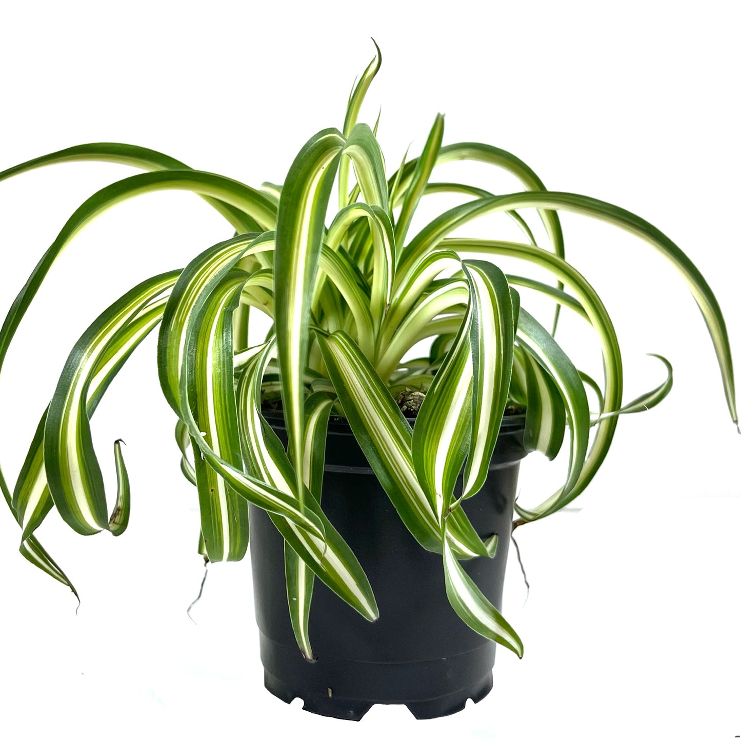 pure green spider plant Spider Plant Bonnie – bumi
