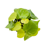 Load image into Gallery viewer, Philodendron Cordatum Lemon
