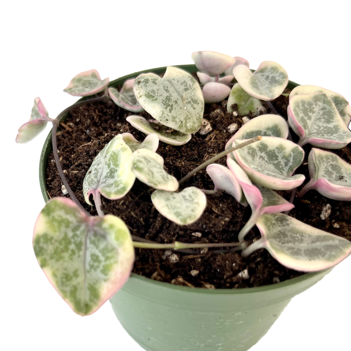 Ceropegia Woodii Variegated String of Hearts