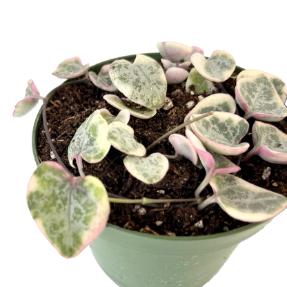 Ceropegia Woodii Variegated String of Hearts