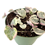 Load image into Gallery viewer, Ceropegia Woodii Variegated String of Hearts
