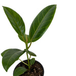 Load image into Gallery viewer, Rehab Ficus Altissima
