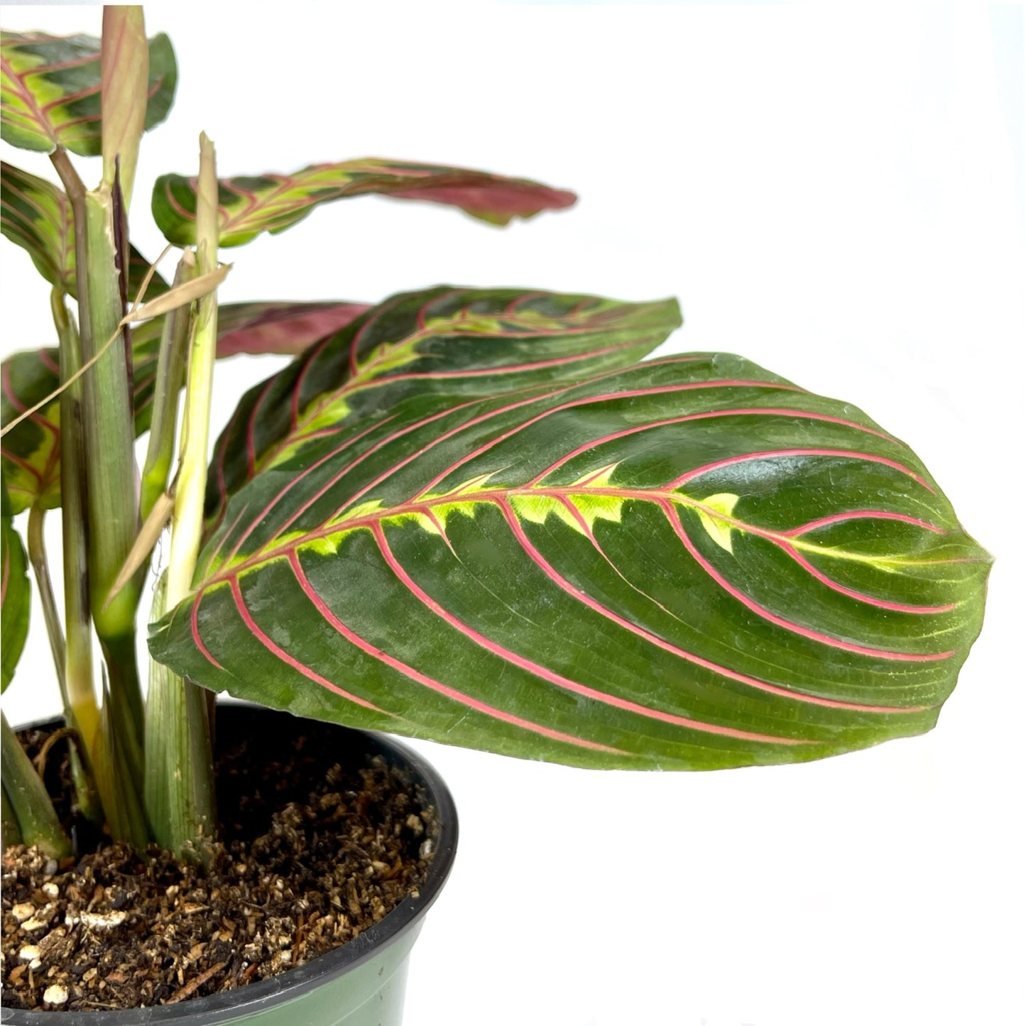 Maranta Red