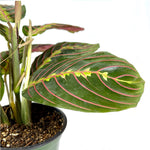 Load image into Gallery viewer, Maranta Red
