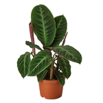 Load image into Gallery viewer, Calathea Warscewiczii
