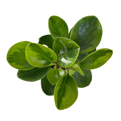 Peperomia Obtusifolia Marble