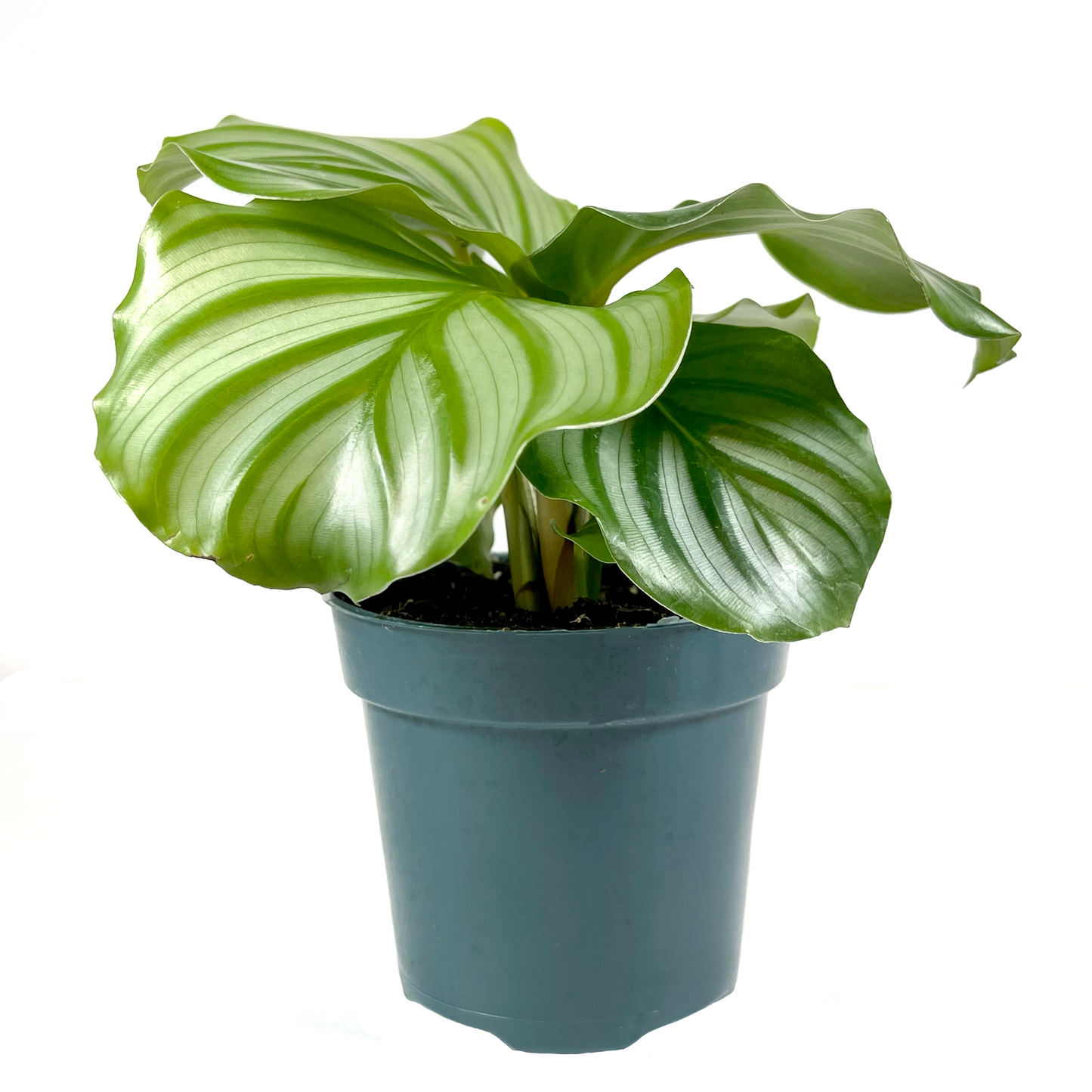 Calathea Orbifolia