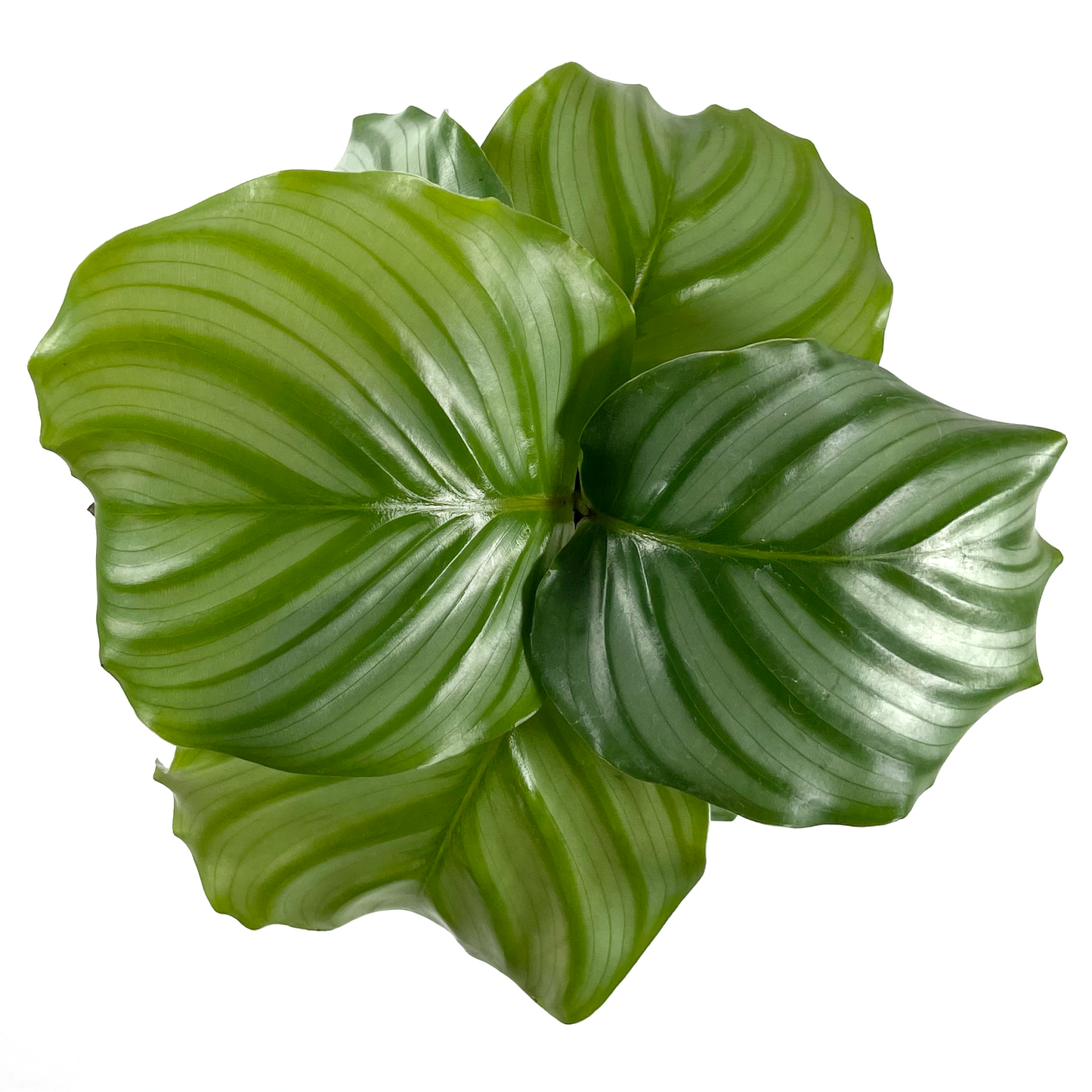 Calathea Orbifolia