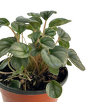 Load image into Gallery viewer, Peperomia Frost
