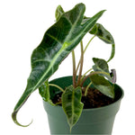 Load image into Gallery viewer, Alocasia Amazonica Polly
