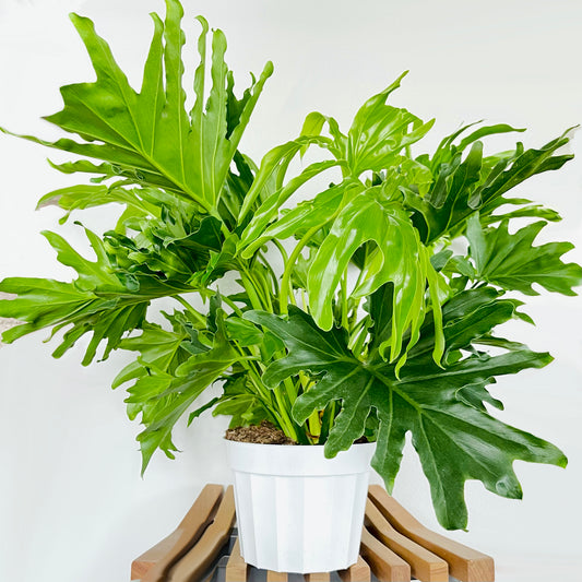 Philodendron Lickety Split