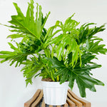 Load image into Gallery viewer, Philodendron Lickety Split

