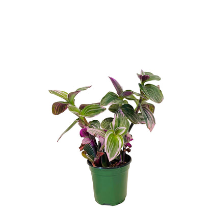 Tradescantia Nanouk