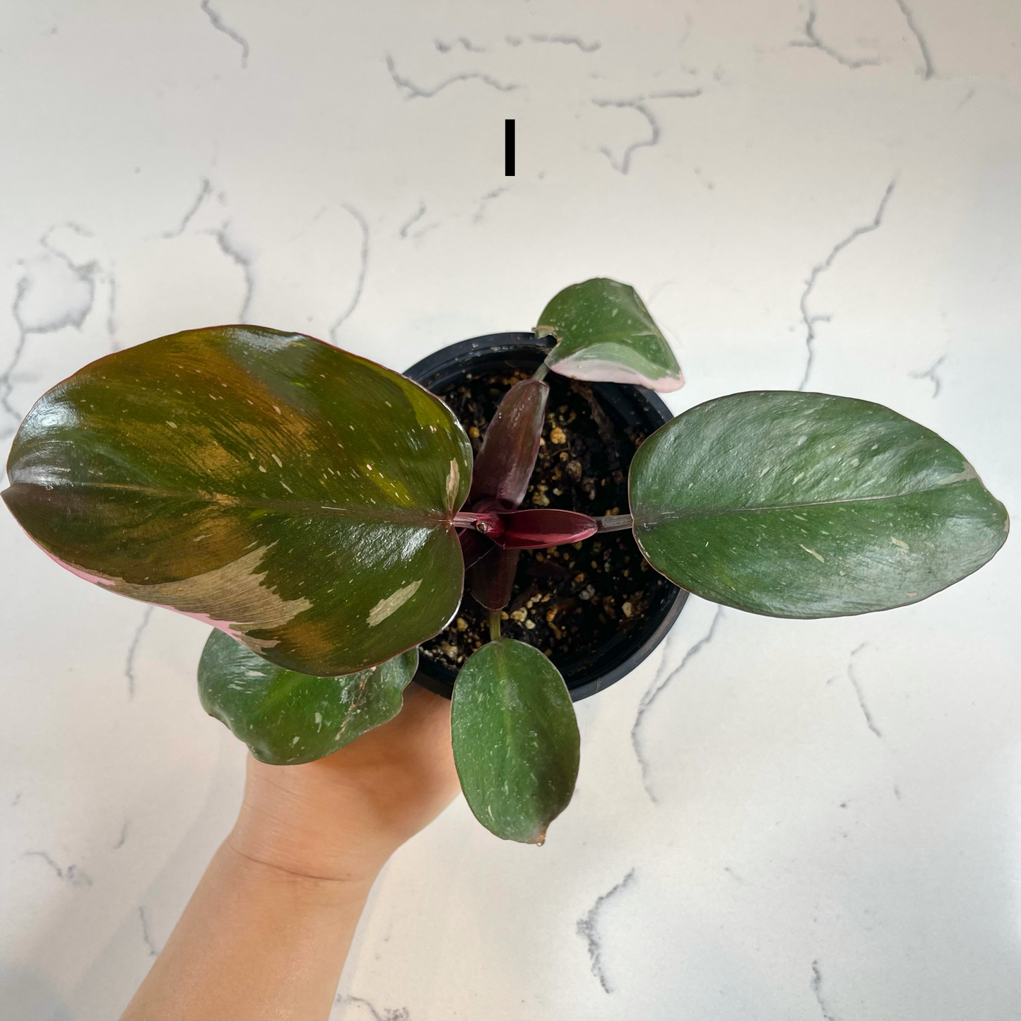 Philodendron Pink Princess